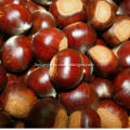big chestnut for boiled